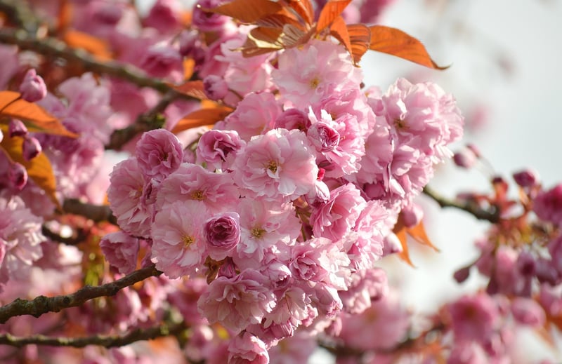 Japanese Cherry Blossom