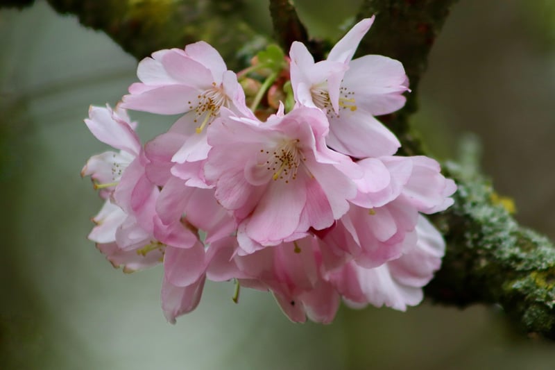 Japanese Cherry Blossoms