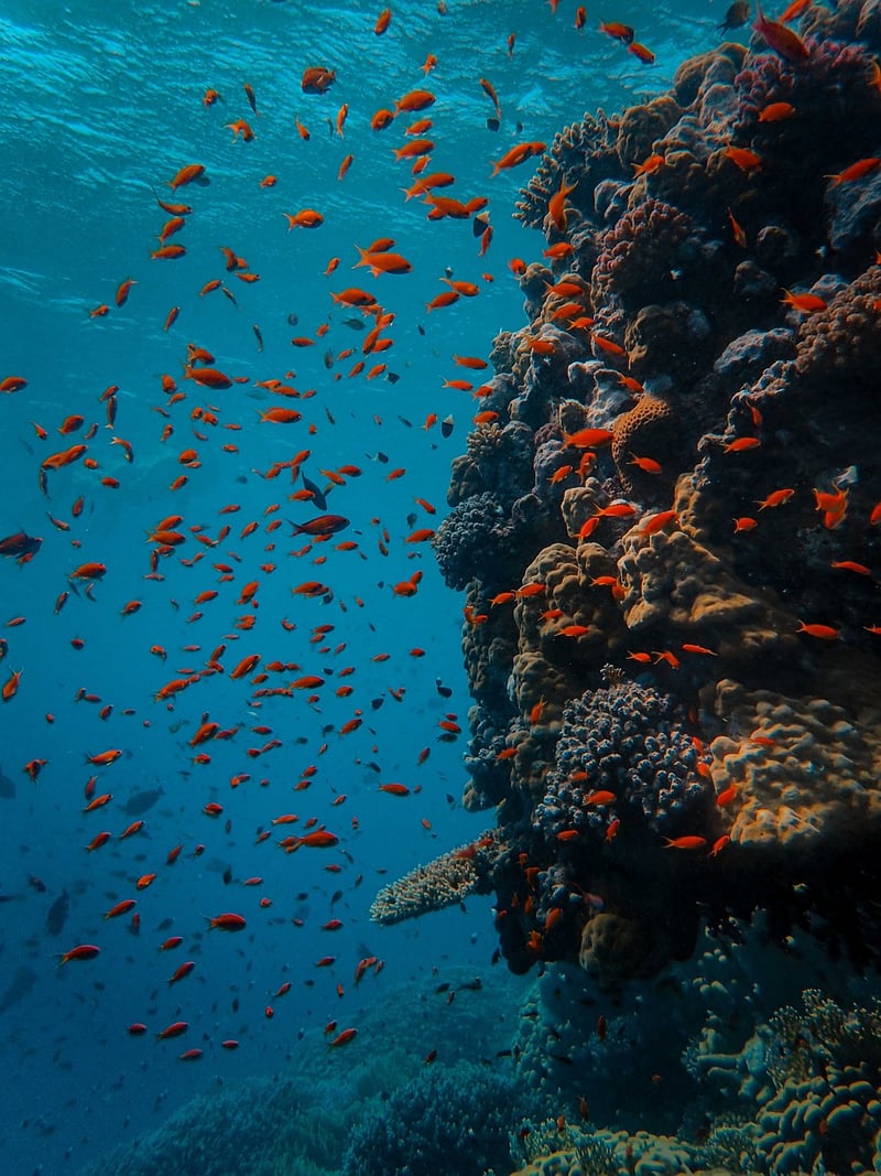 Underwater Wonderland